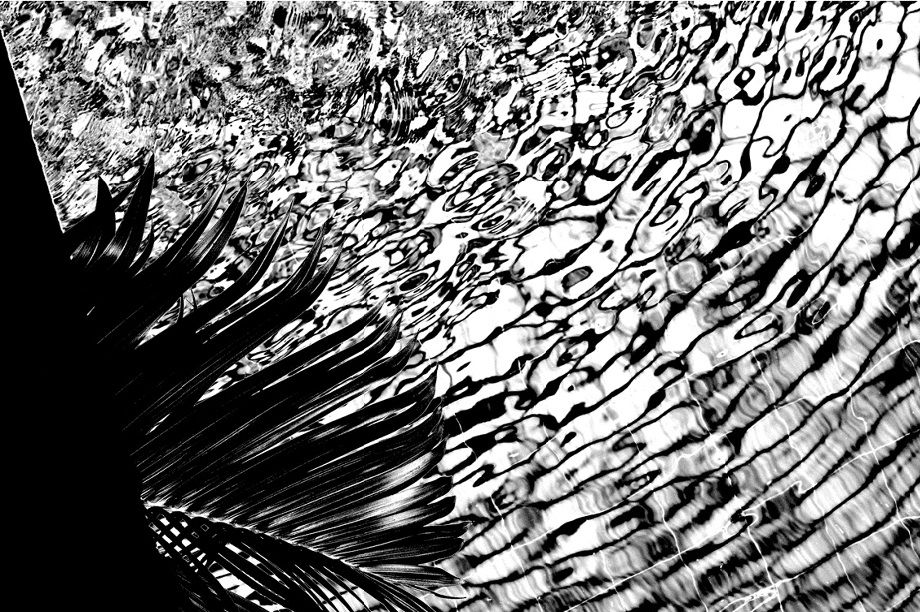 Palm Water. Photo by David Beatty