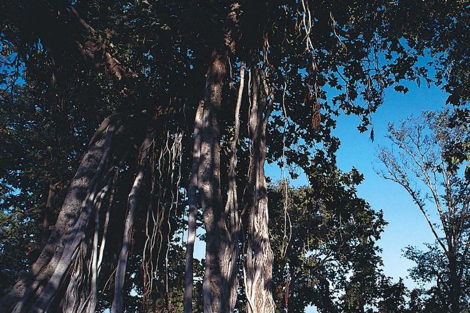 Under towering banyan trees a woman fetches water from the Narmada River. Madhya Pradesh, India. Photo by David Beatty